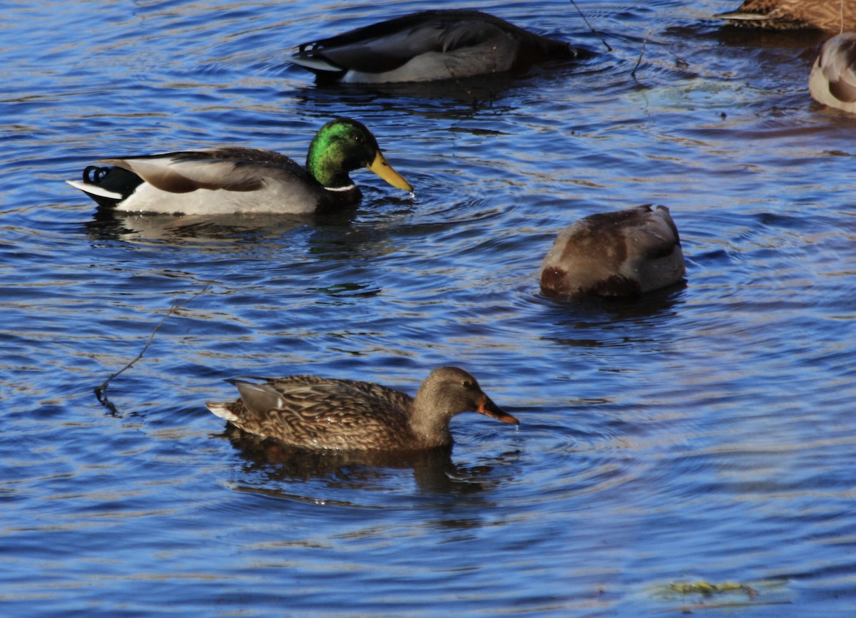 Mallard - ML645293175