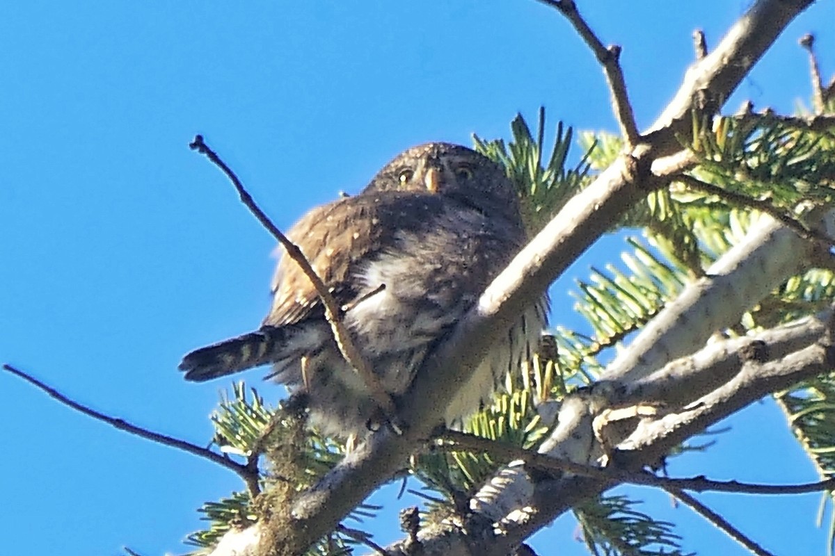 Northern Pygmy-Owl - ML645293189