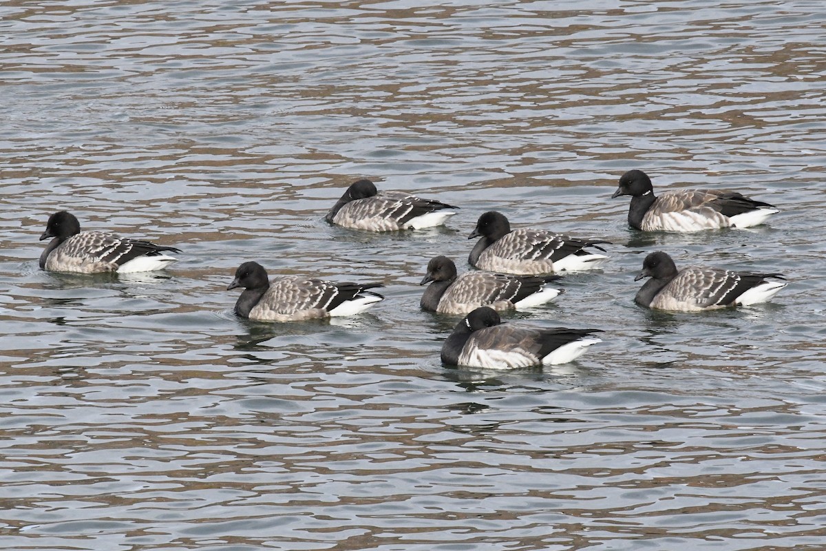 Brant (Pale-bellied) - ML645293190