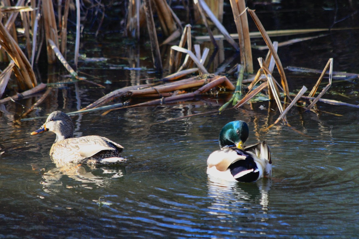 Mallard - ML645293196