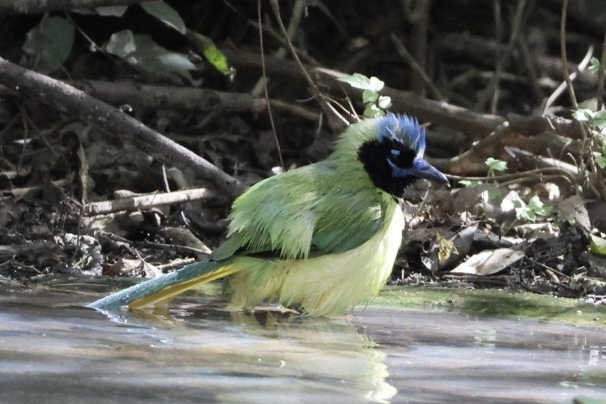 Yeşil Karga - ML645293197