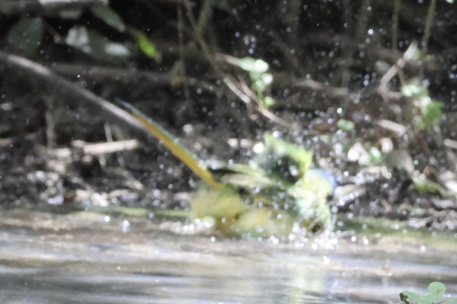 Yeşil Karga - ML645293198