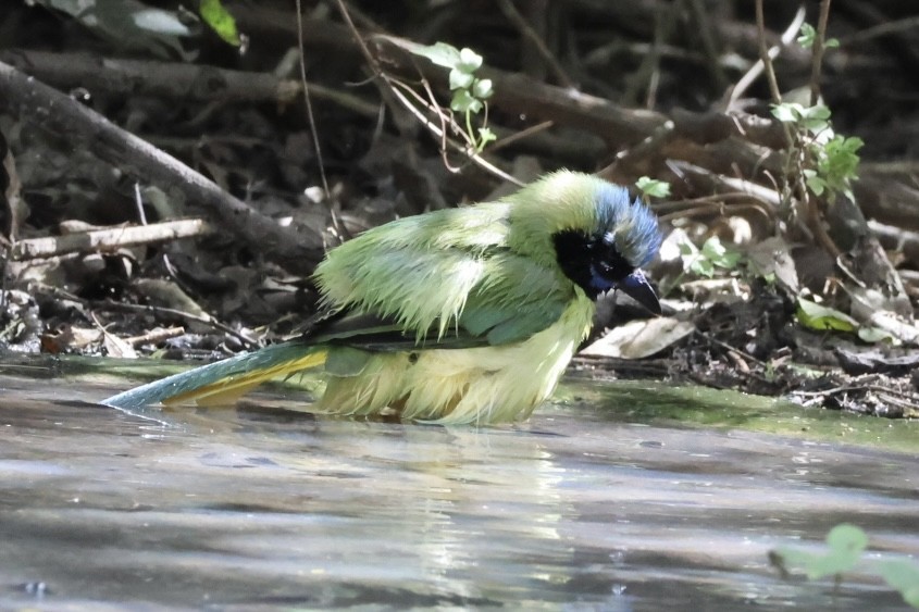 Yeşil Karga - ML645293199