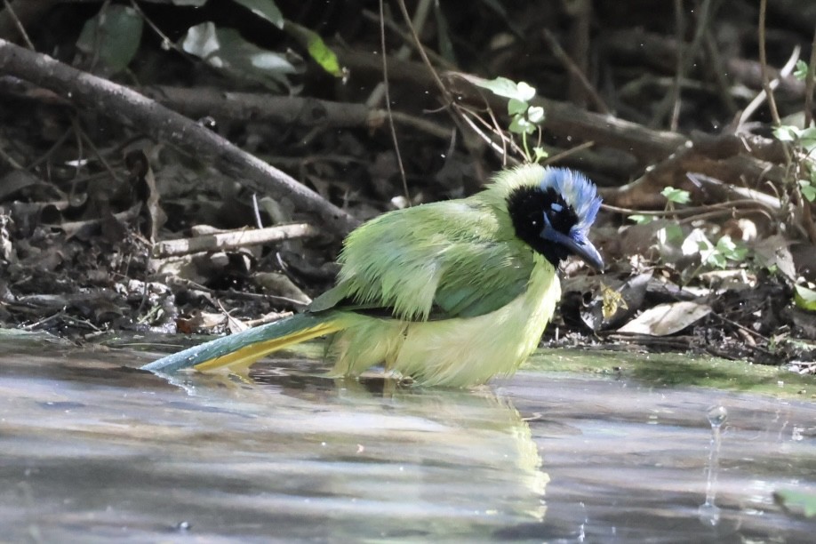 Yeşil Karga - ML645293200