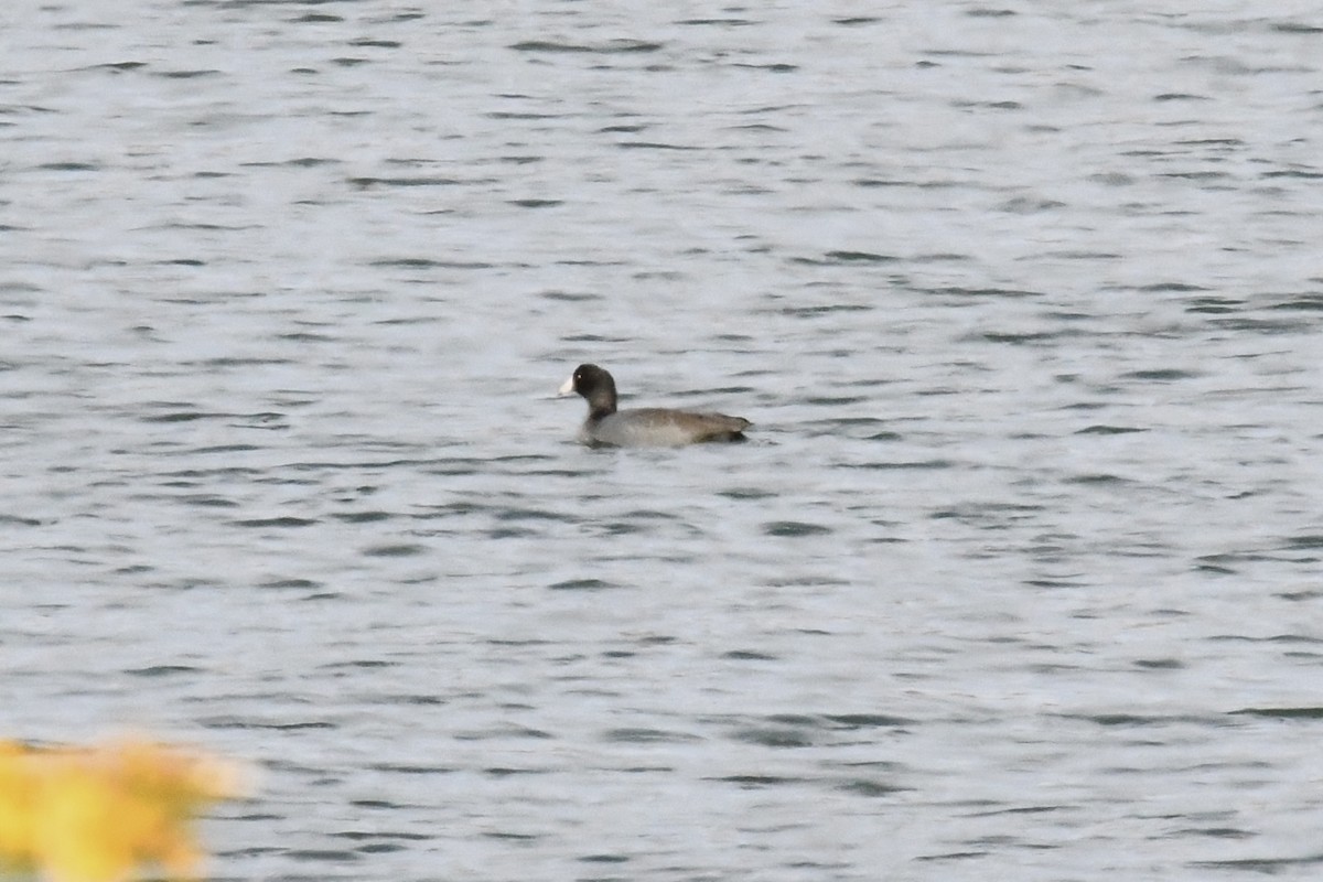 American Coot (Red-shielded) - ML645293204