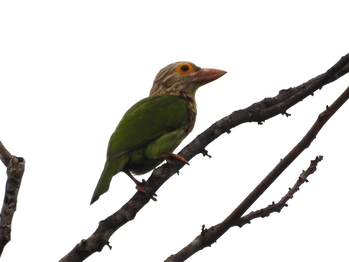 Lineated Barbet - ML645293205
