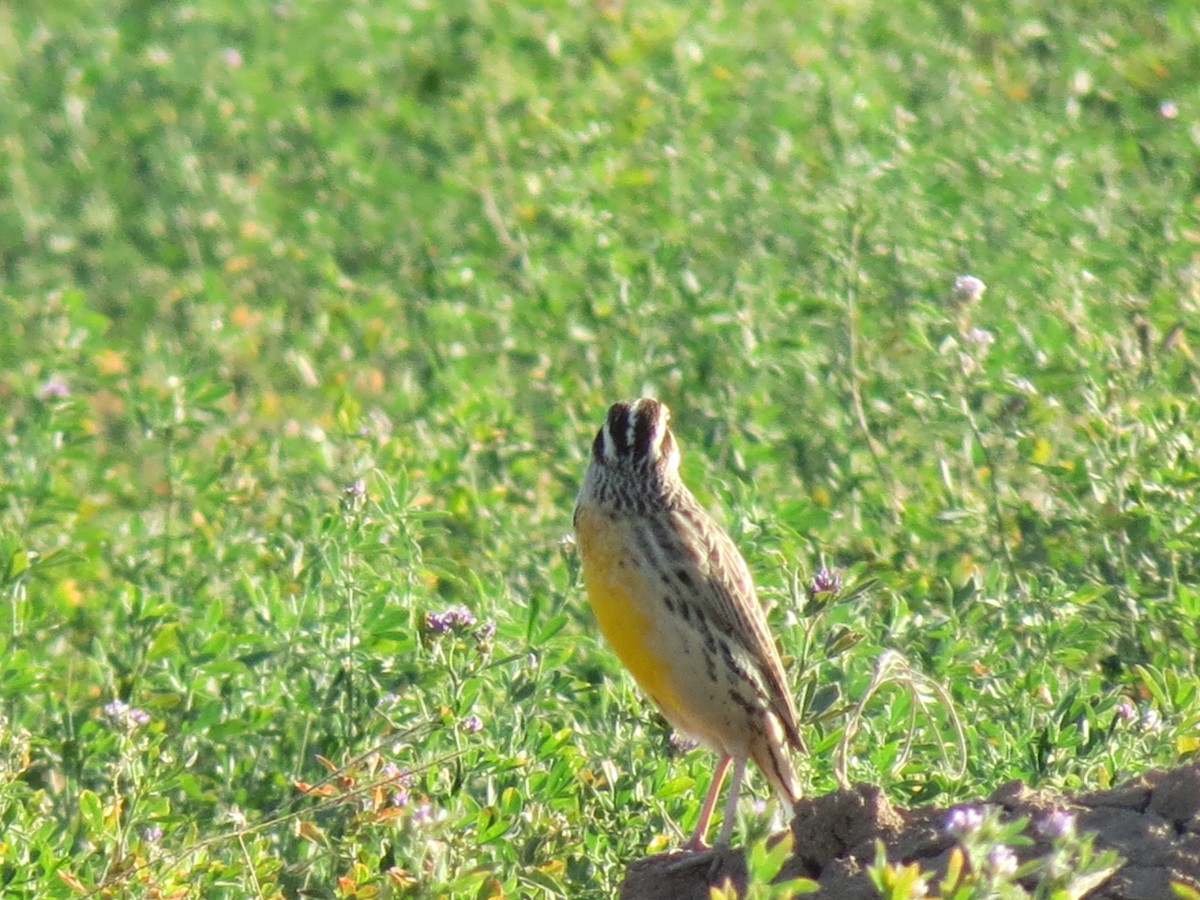 Chihuahuan Meadowlark - ML645293216