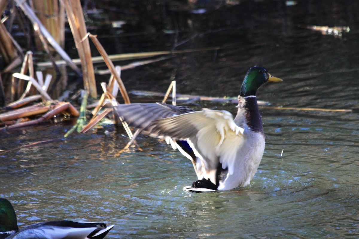 Mallard - ML645293218