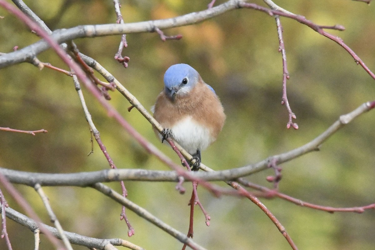 Eastern Bluebird - ML645293222