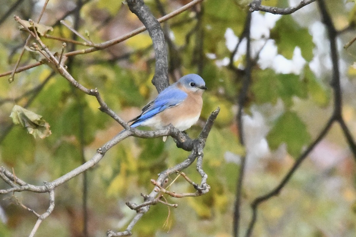 Eastern Bluebird - ML645293228