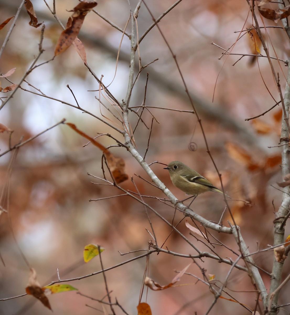 Ruby-crowned Kinglet - ML645293242