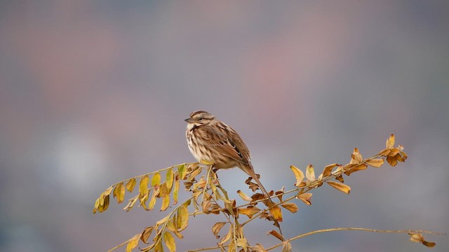 Song Sparrow - ML645293244
