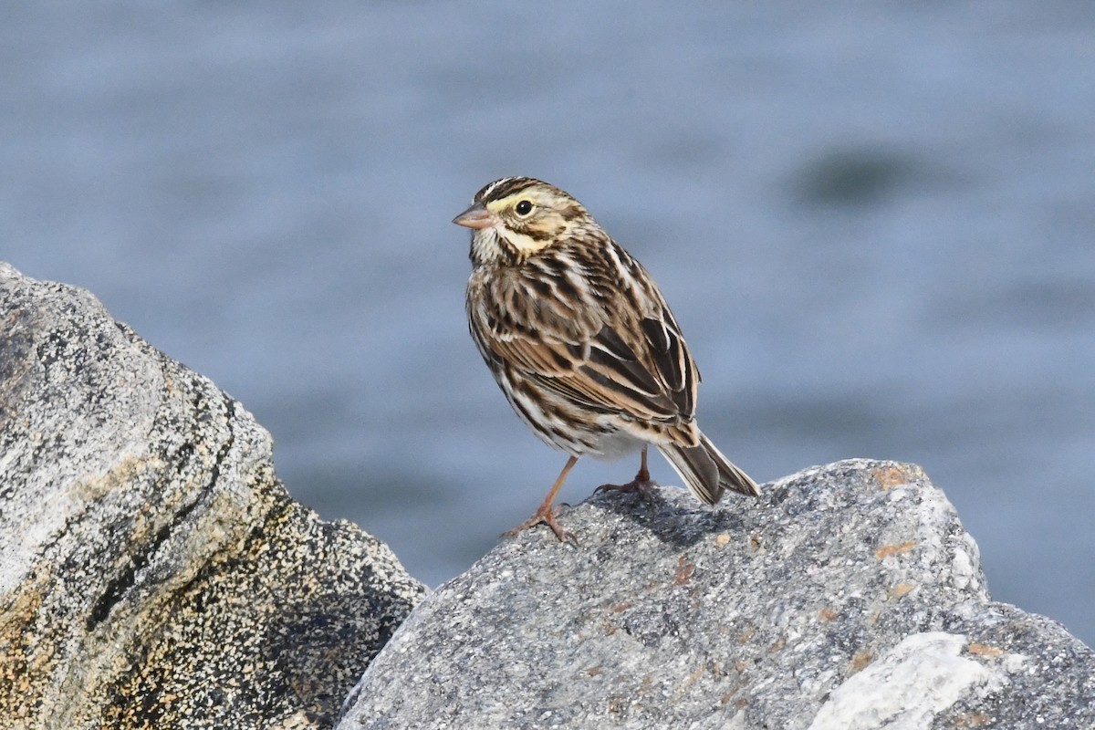 Savannah Sparrow (Savannah) - ML645293245