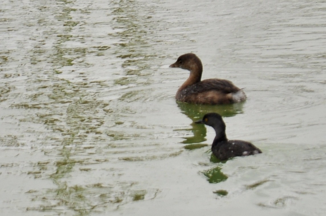 Least Grebe - ML645293249