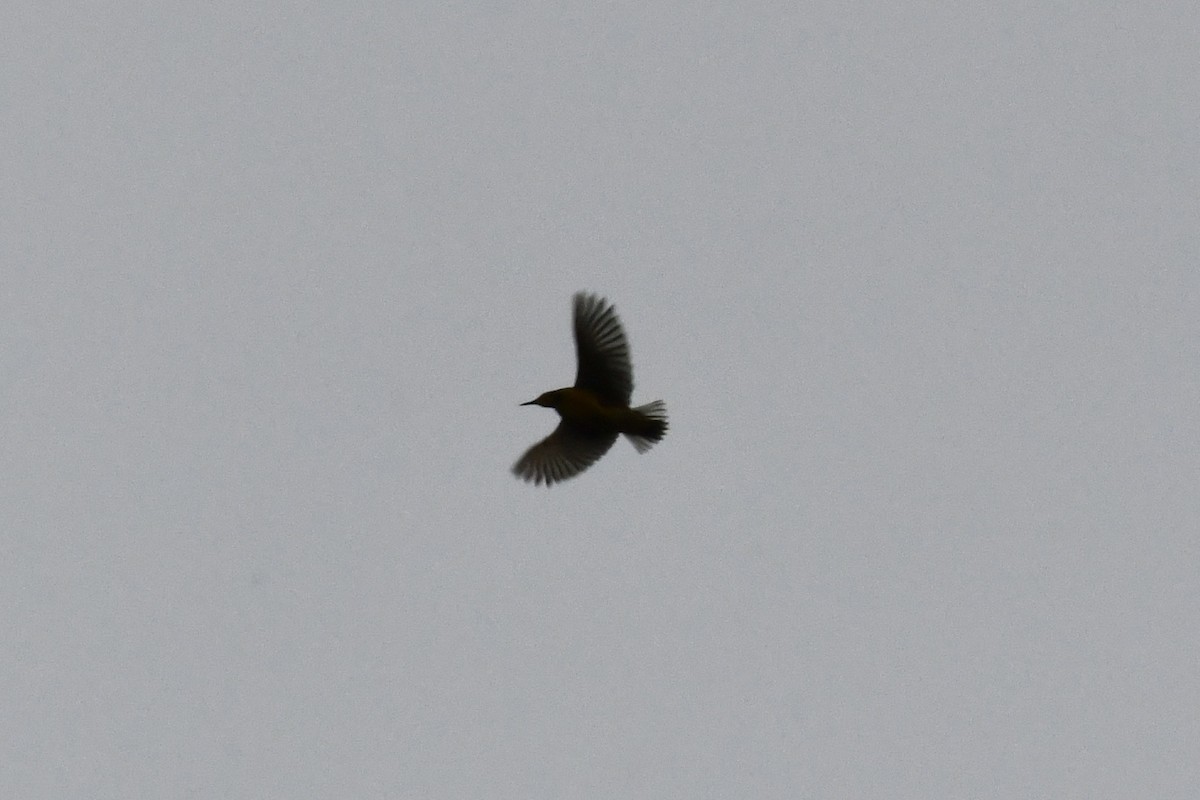 Eastern Meadowlark (Eastern) - ML645293254