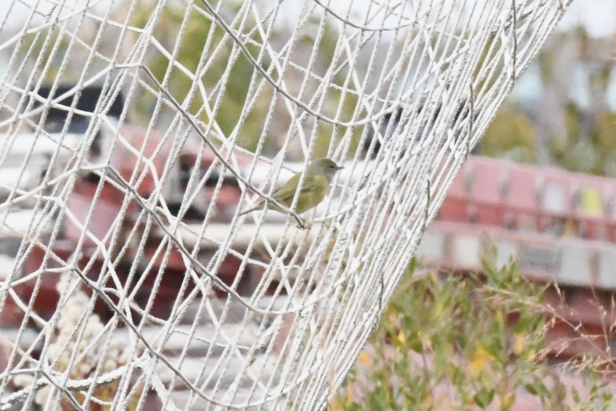 Orange-crowned Warbler (Gray-headed) - ML645293258