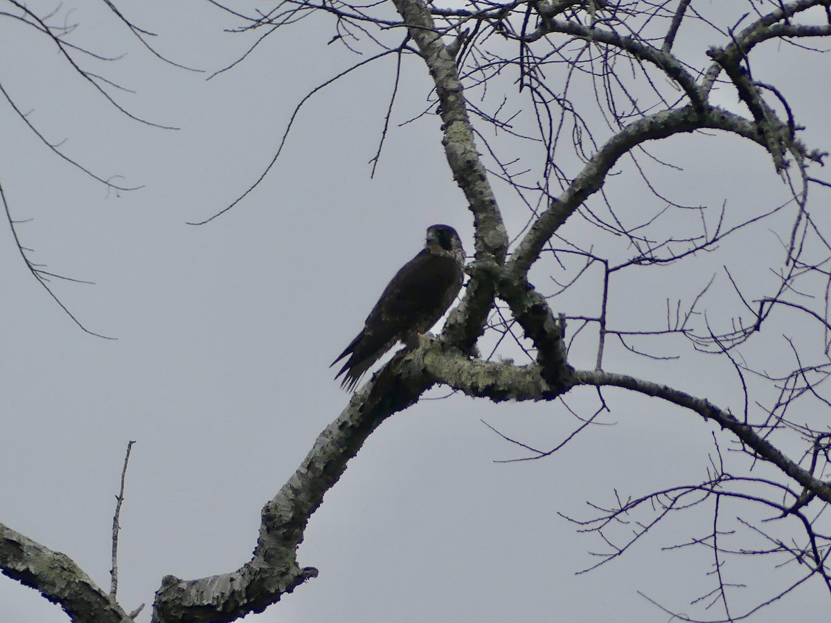 Peregrine Falcon - ML645293259