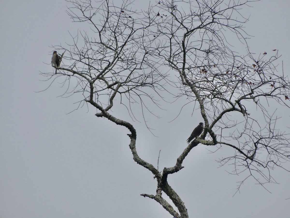 Peregrine Falcon - ML645293260