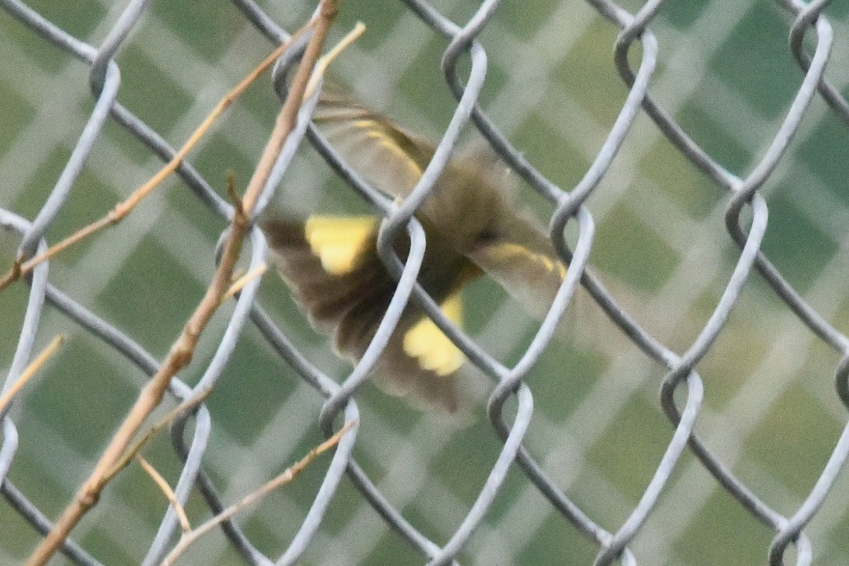 American Redstart - ML645293274