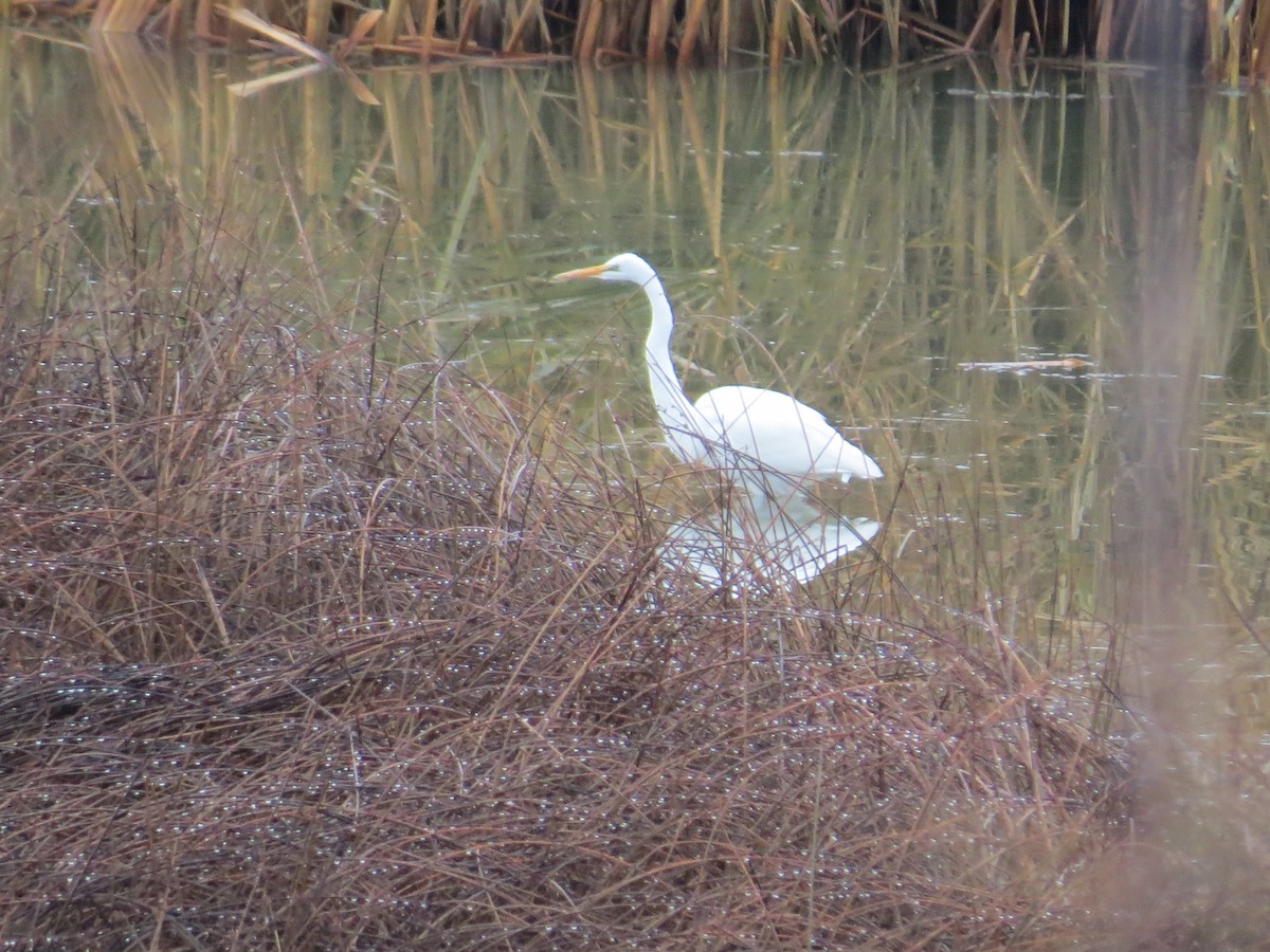 Great Egret - ML645293285