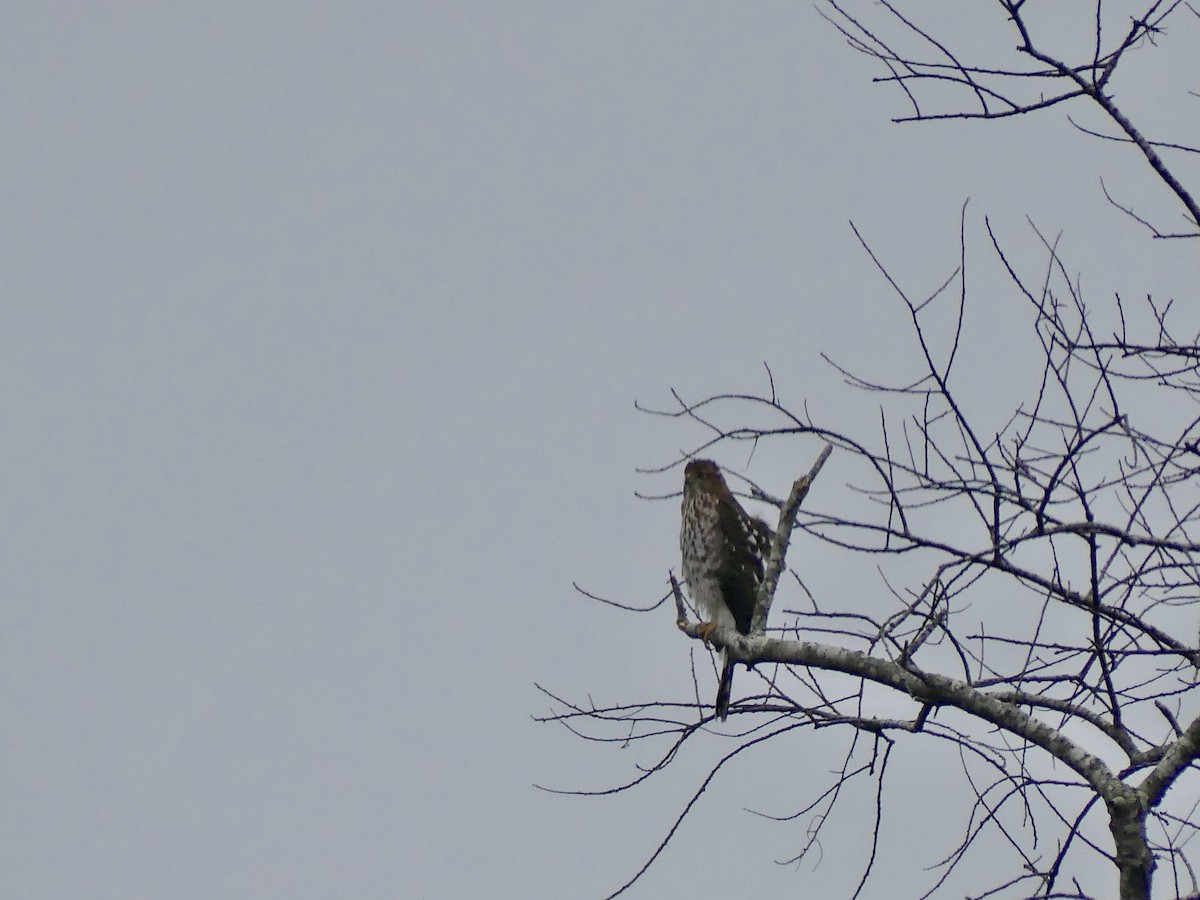 Cooper's Hawk - ML645293291