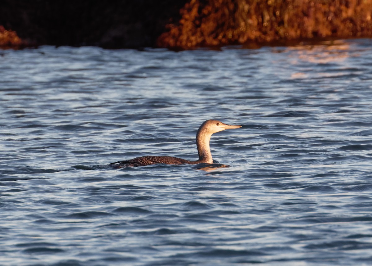 Aliota txikia - ML645293301