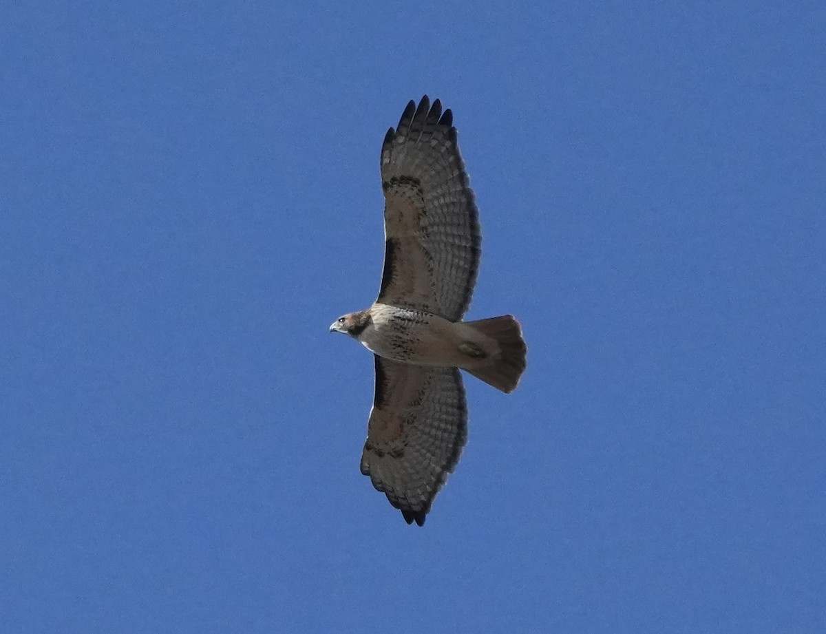 Red-tailed Hawk - ML645293304