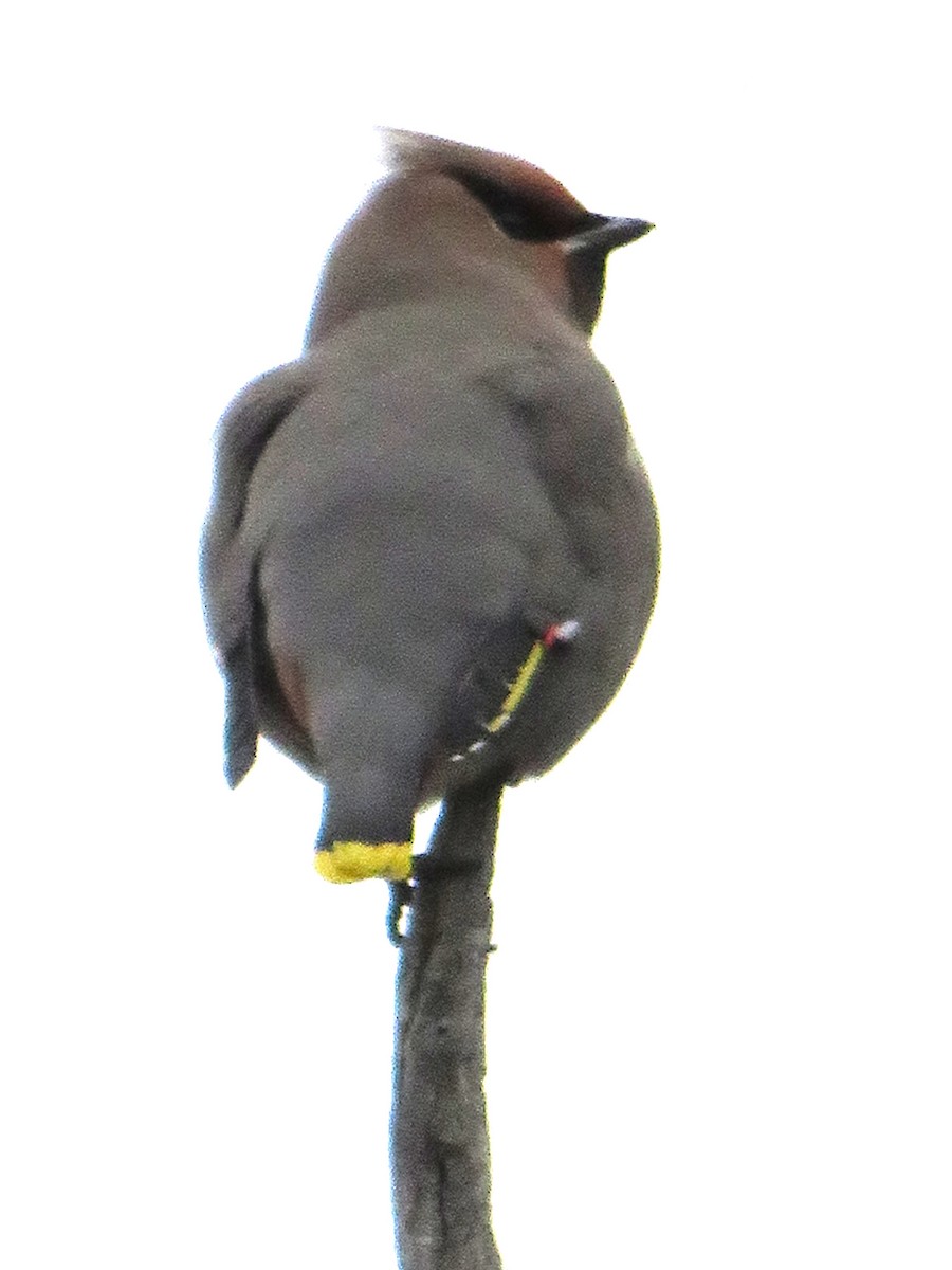 黃連雀 - ML645293305