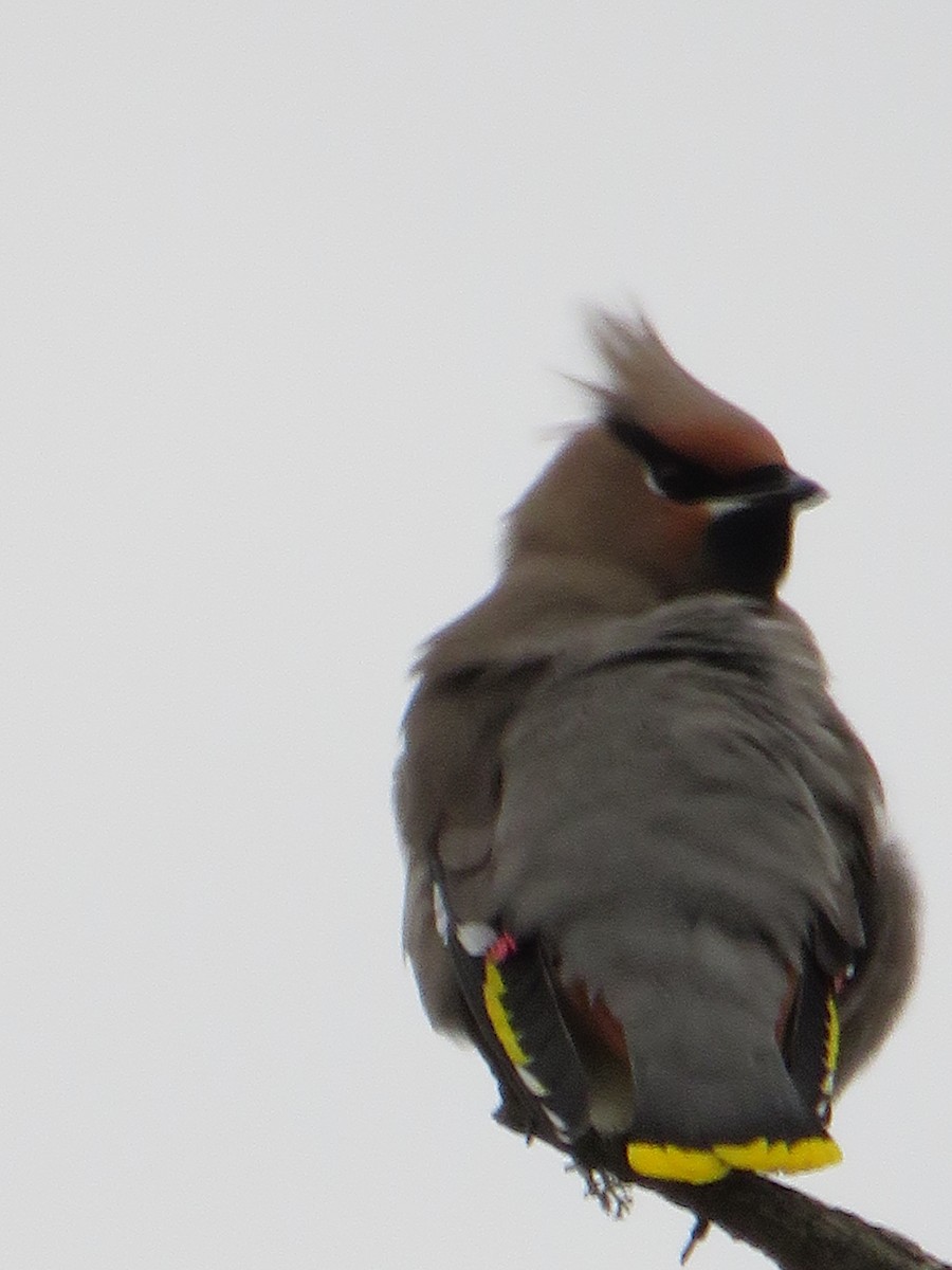 黃連雀 - ML645293306