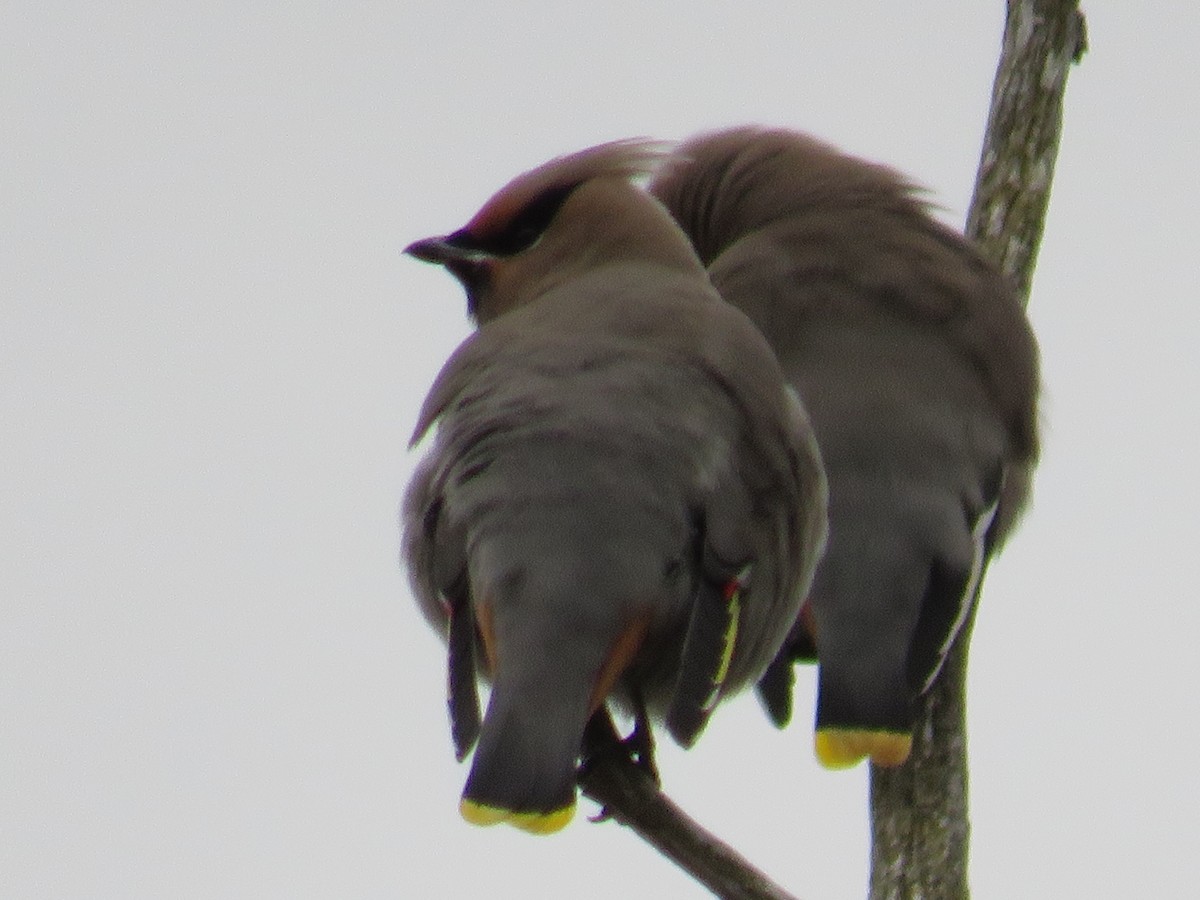 黃連雀 - ML645293307