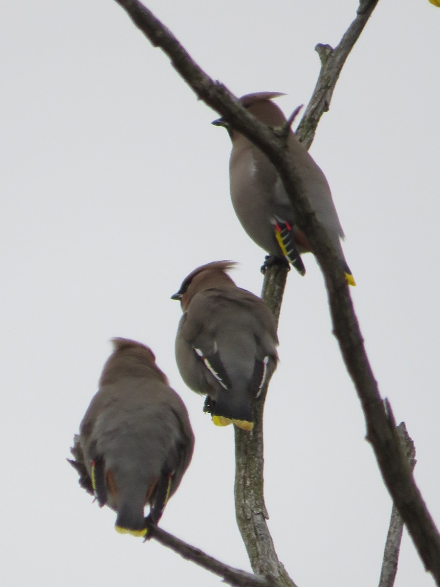 黃連雀 - ML645293308