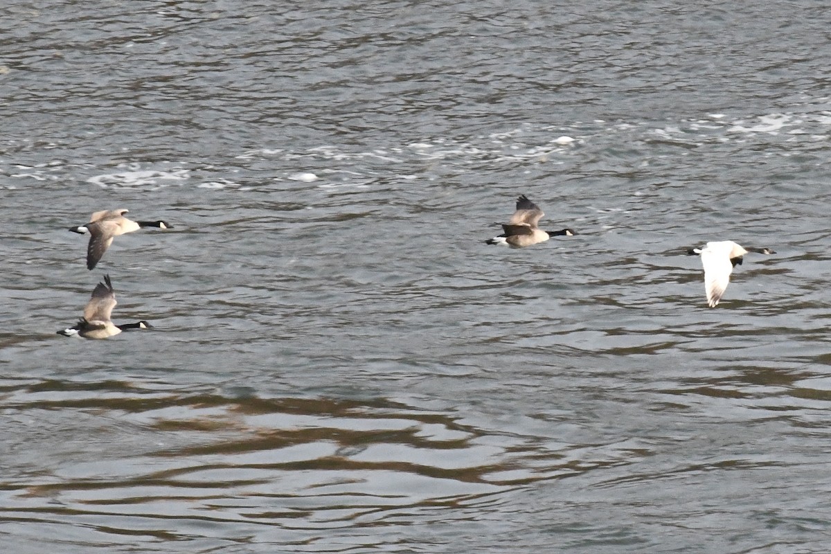 Canada Goose - ML645293320