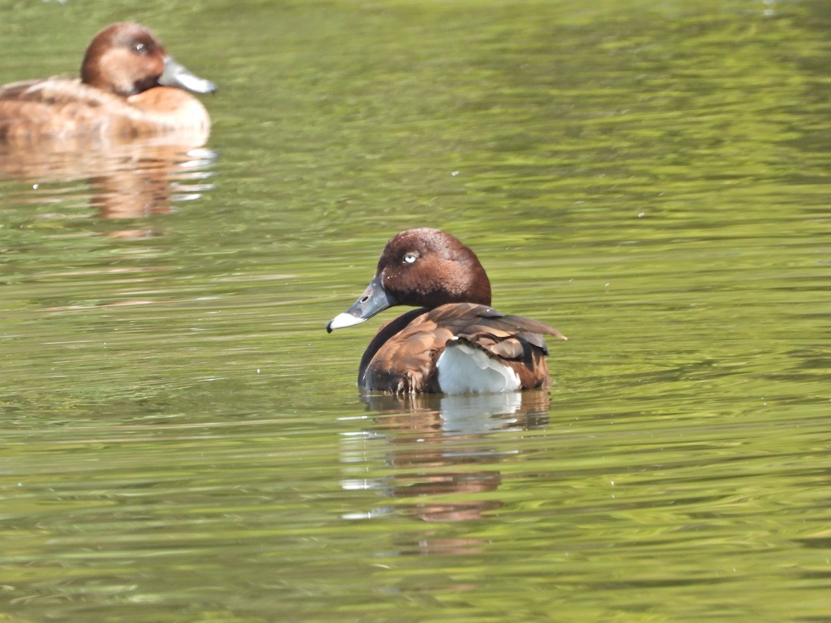 Hardhead - ML645293322