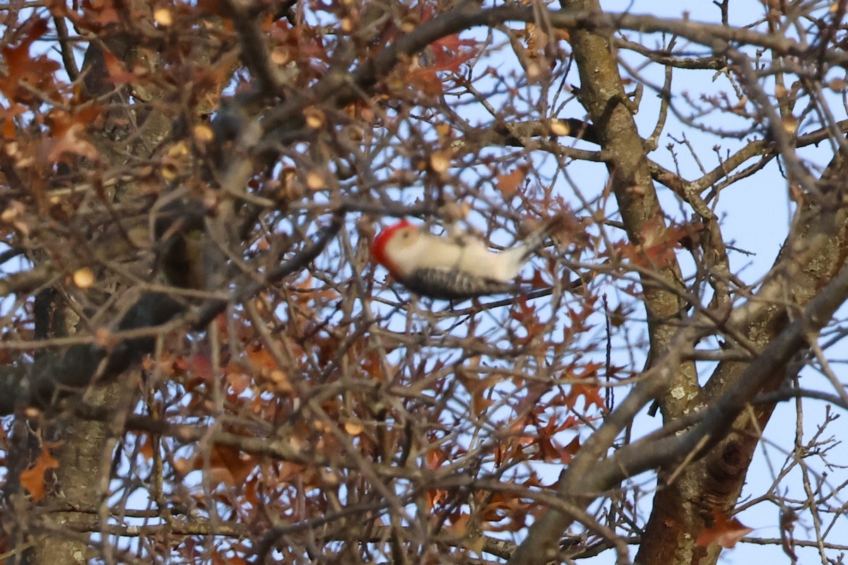 Red-bellied Woodpecker - ML645293330