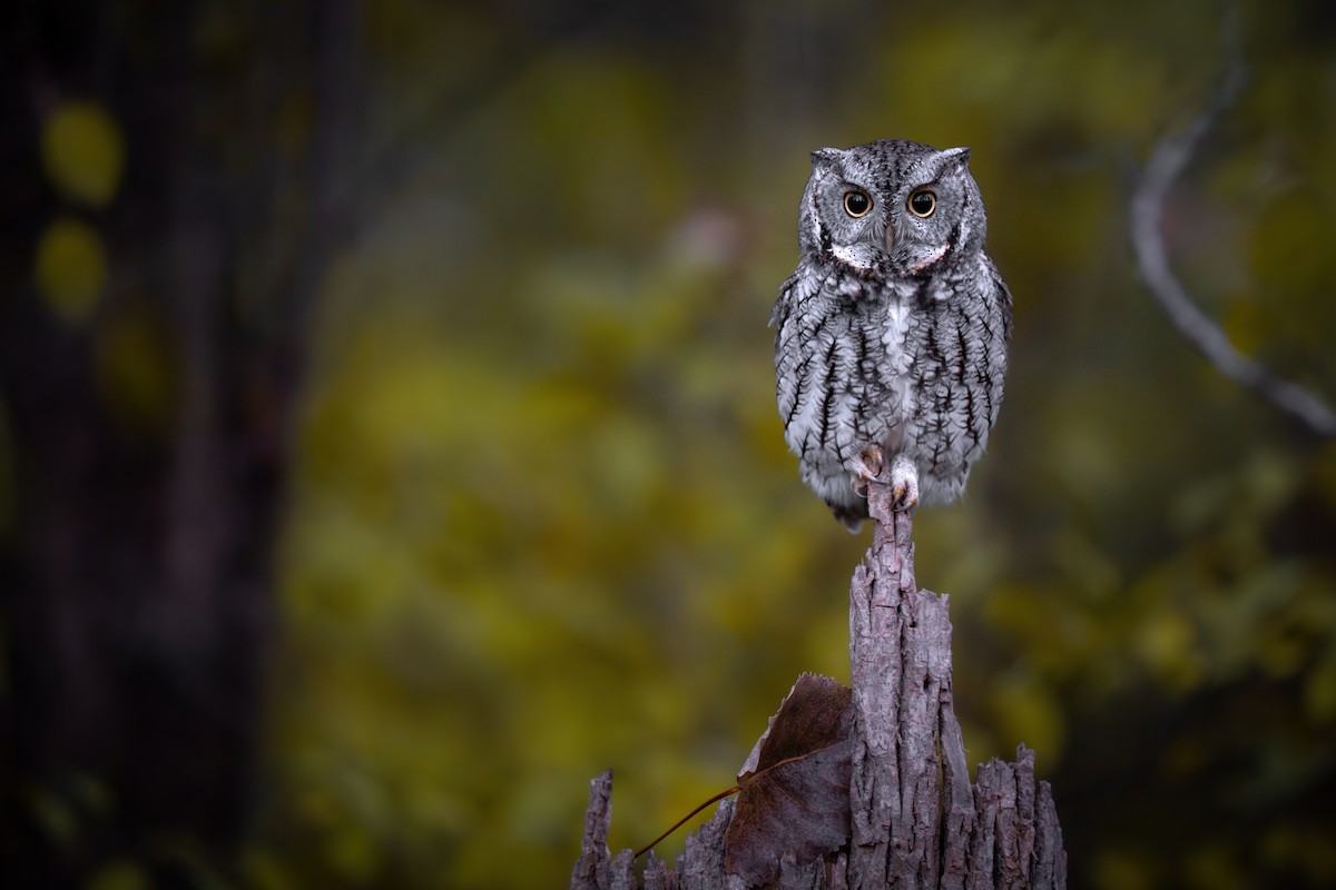 Eastern Screech-Owl - ML645293332