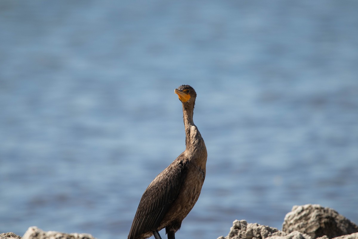 Double-crested Cormorant - ML645293336