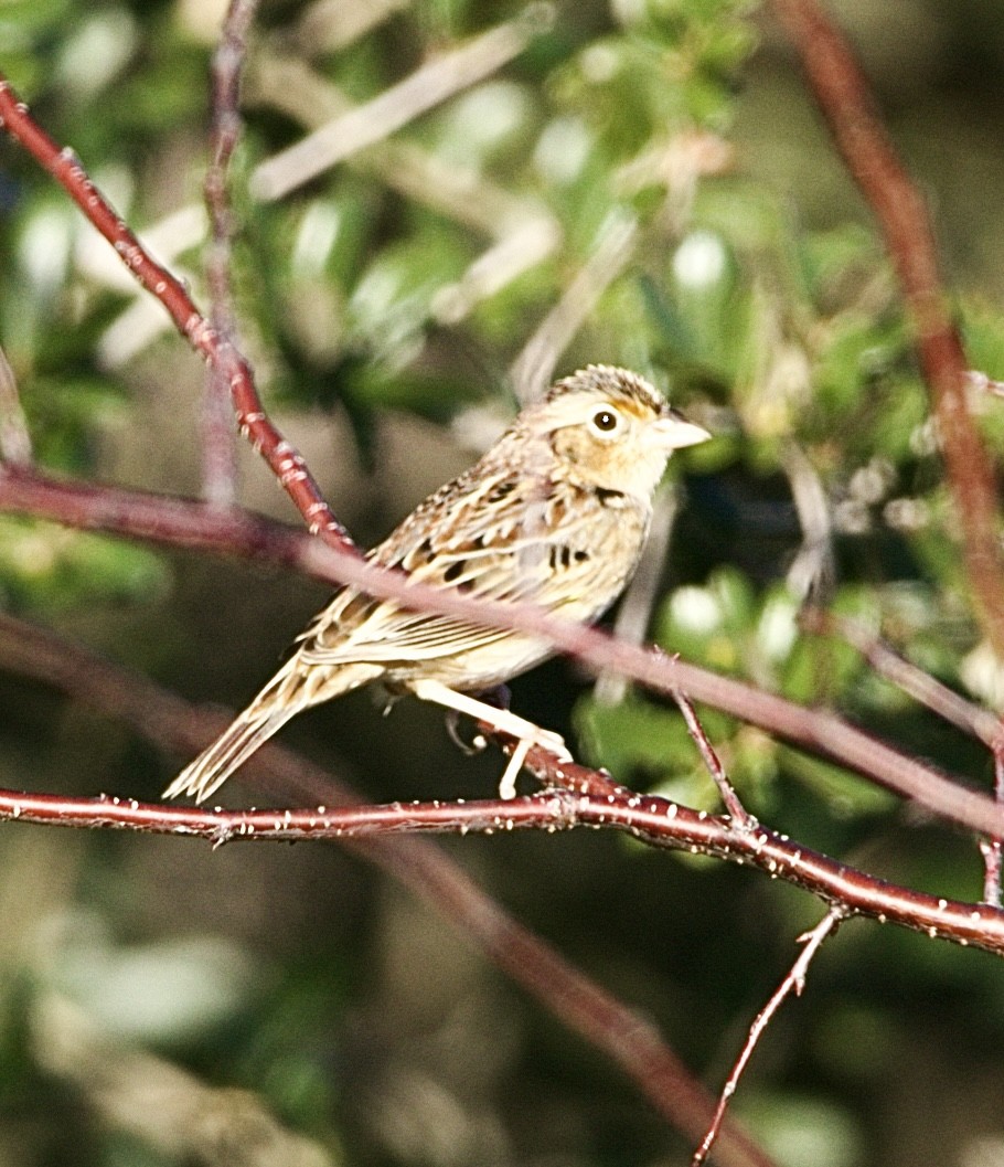 Grasshopper Sparrow - ML645293346