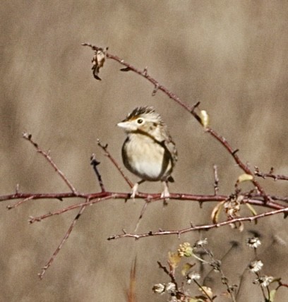 Grasshopper Sparrow - ML645293347