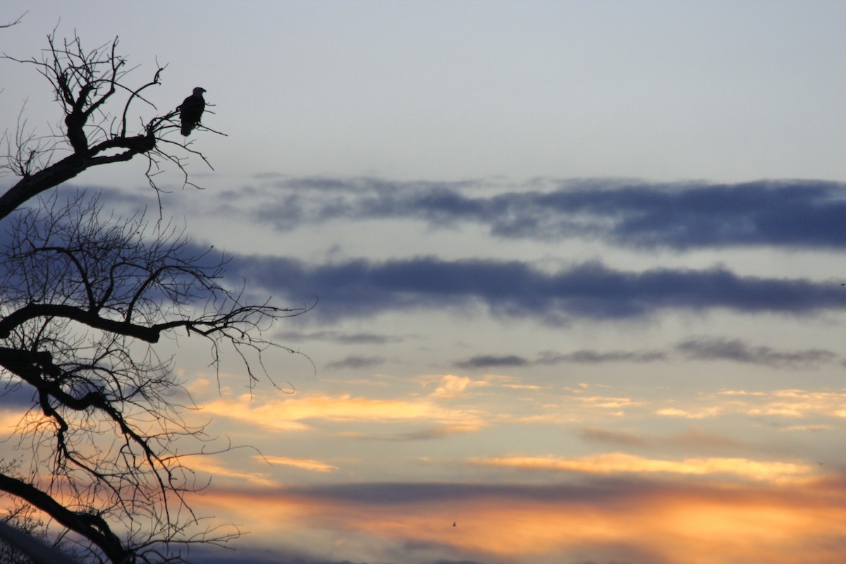 Bald Eagle - ML645293355