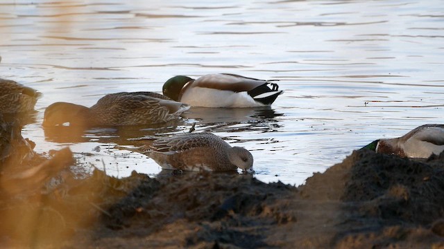 American Wigeon - ML645293379