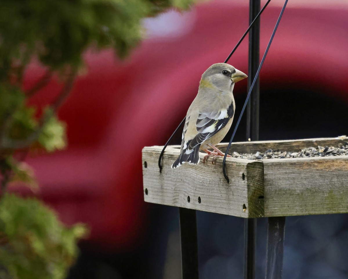 キビタイシメ - ML645293380