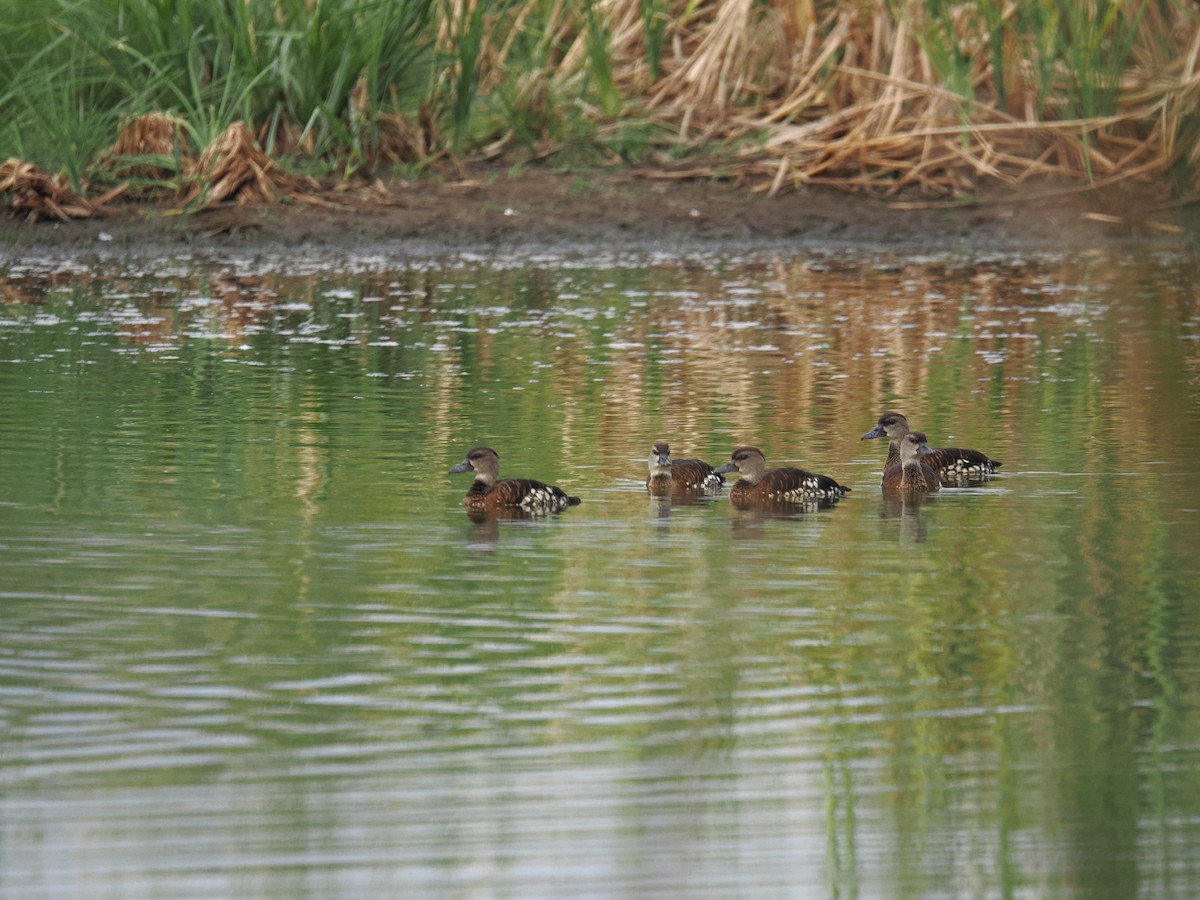 Spotted Whistling-Duck - ML645293383