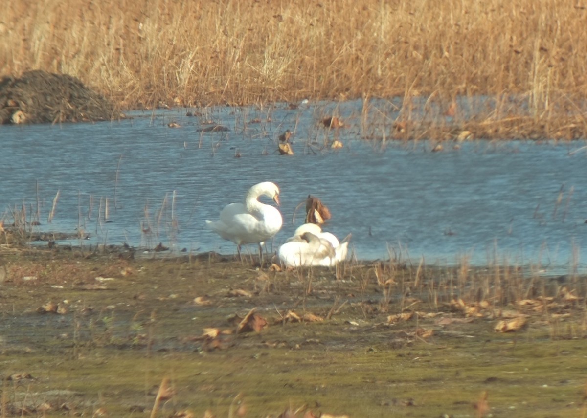 Mute Swan - ML645293394