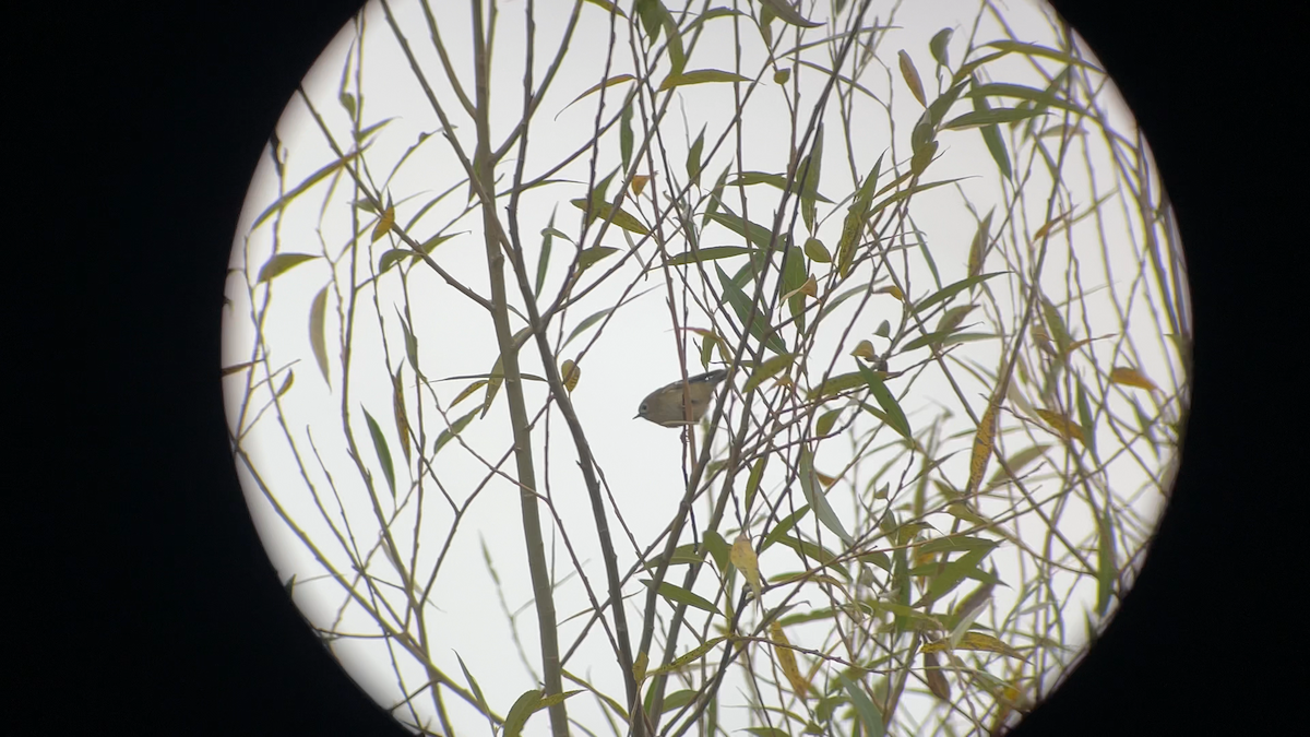 Regolo - ML645293398