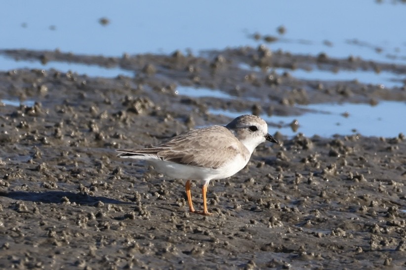 Piping Plover - ML645293408