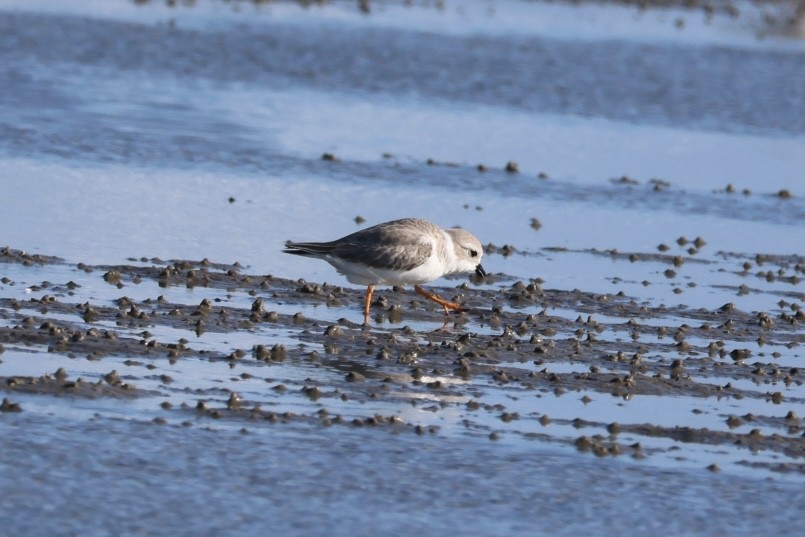 Piping Plover - ML645293409