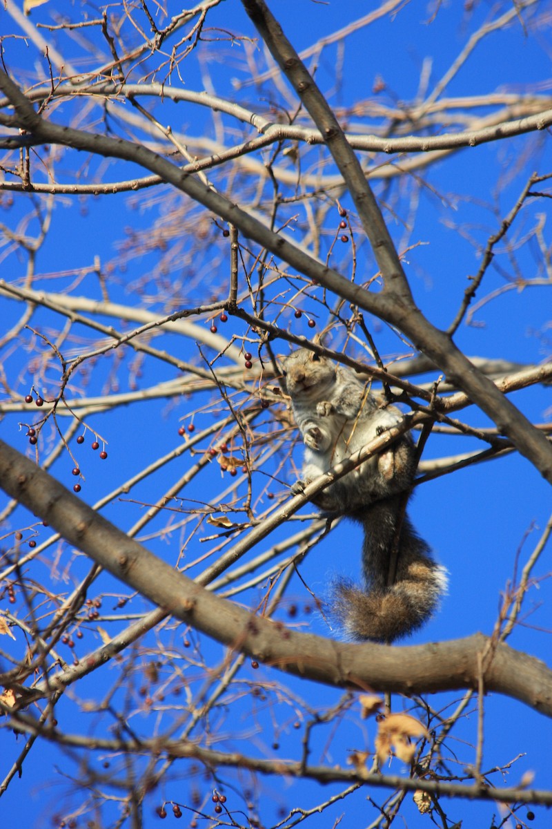 Squirrels - ML645293411