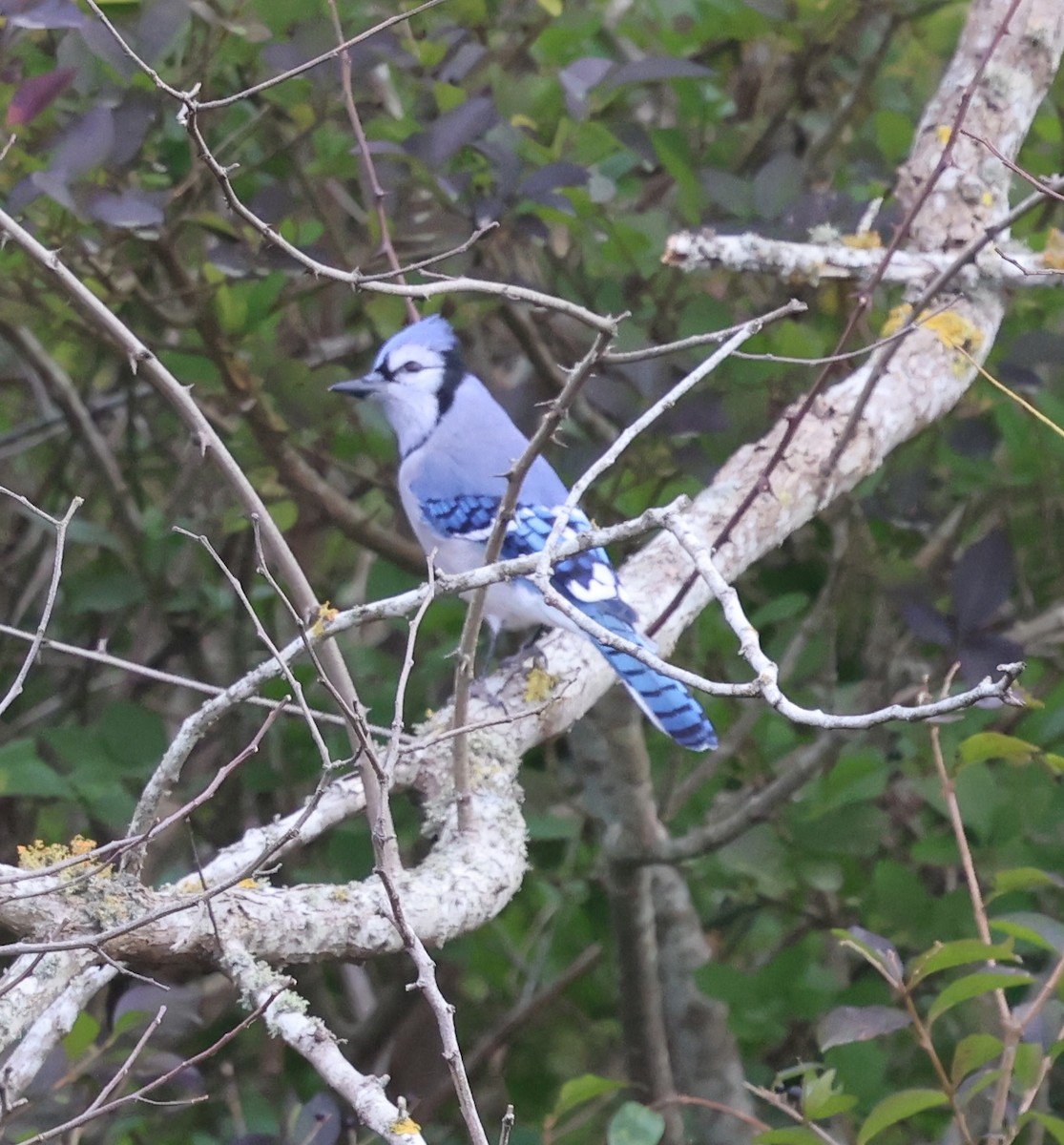 Blue Jay - ML645293412