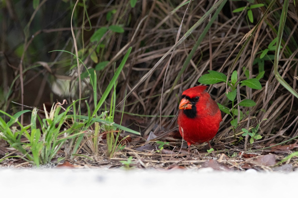 Northern Cardinal - ML645293436