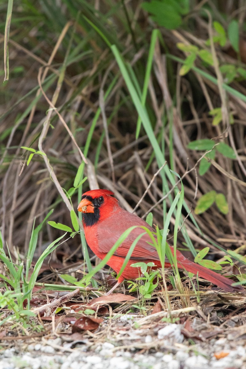 Northern Cardinal - ML645293437